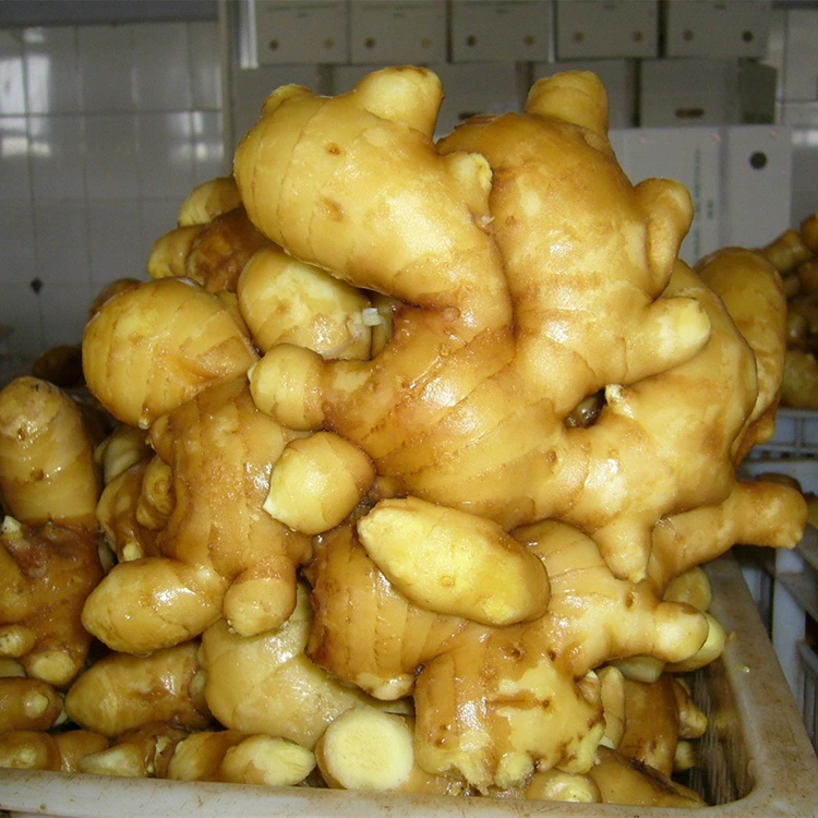 Пряный свежий ароматный имбирь